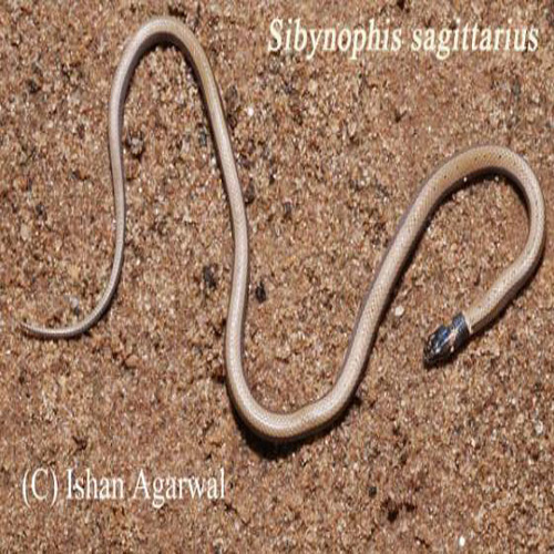Sibynopis sagittaricus